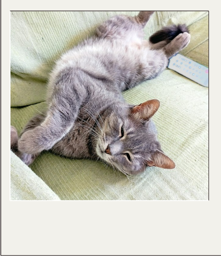 my cat