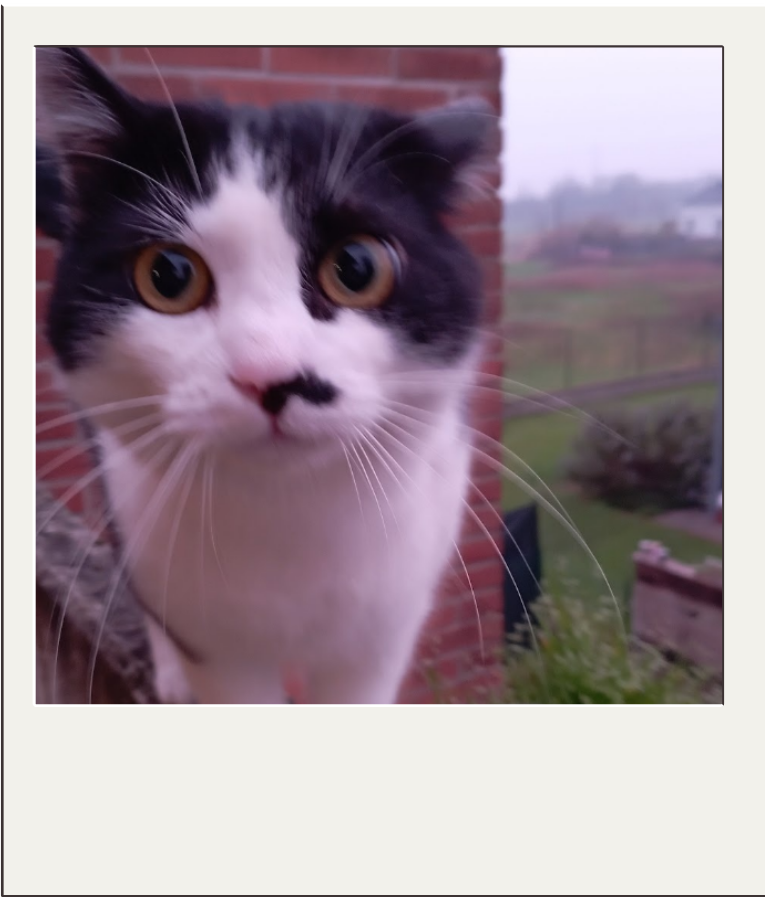 my cat