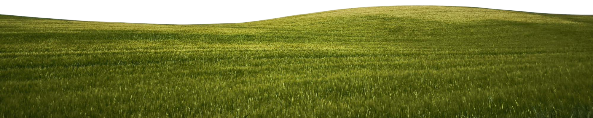 grass